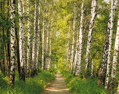 Washington Wallcoverings H98301 Birch Forest Path 