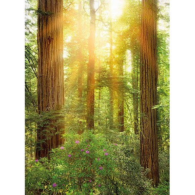 Wall Pops Redwood Wall Mural Greens