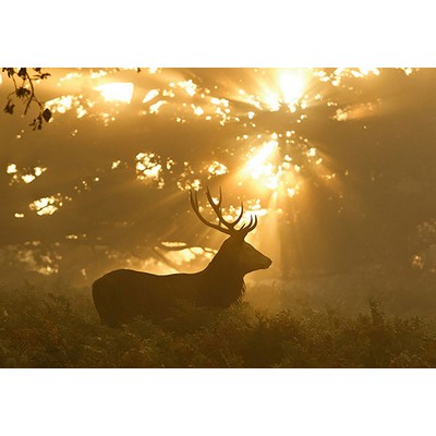 Wall Pops Sunset Stag Wall Mural Oranges