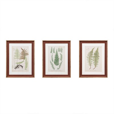 Olliix Lady Fern Collection Botanical Illustration 3-piece Framed Glass and Single Matted Wall Art Set Green