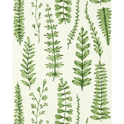 Kravet Wallcovering FERNS JUNIPER