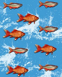 Gold Fish Wall Mural by   