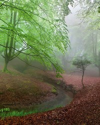 Foggy Forest Wall Mural by   