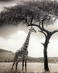 Giraffe Safari Wall Mural by   