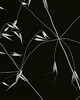 Wall Pops Abstract Floral Wall Mural Blacks