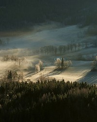 Frosty Forest With Dew Wall Mural by   