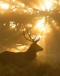 Sunset Stag Wall Mural by   