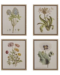 Herbal Botany 4piece Botanical Illustration Framed Canvas Wall Art Set Green by   