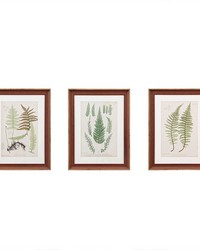 Lady Fern Collection Botanical Illustration 3piece Framed Glass and Single Matted Wall Art Set Green by   