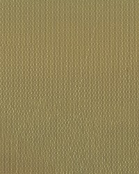 Fiera 54 Golden by  Abbeyshea Fabrics 