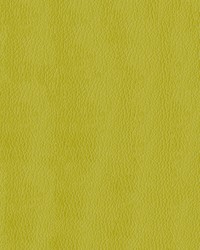 Premier 54 Citron by  Abbeyshea Fabrics 