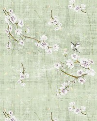 Blossom Fantasia Sheer Celadon by  Scalamandre 