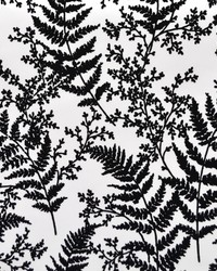 Forest Fern  Black by   