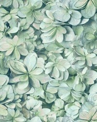 HYDRANGEA PEEL  STICK WALLPAPER by  Roommates 