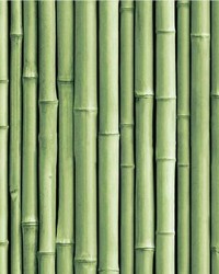 BAMBOO PEEL  STICK WALLPAPER by  Roommates 