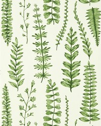 Ferns NART112798 SCN Juniper by   