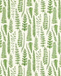 Ferns NART121031 SCN Juniper by   