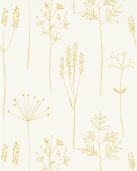 Stipa NZAW112021 SCN Honey by   